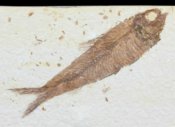 Knightia Fossil Fish - Wyoming #60478